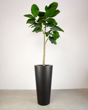 Basalo Conical Set mit Ficus Elastica