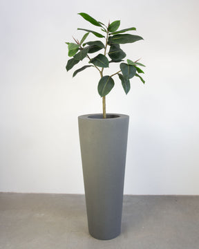 Basalo Conical Set mit Ficus Elastica