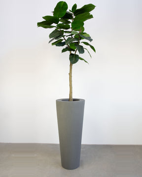 Basalo Conical Set mit Ficus Elastica