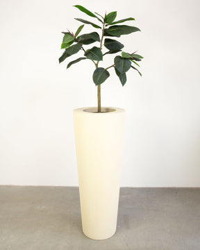 Basalo Conical Set mit Ficus Elastica