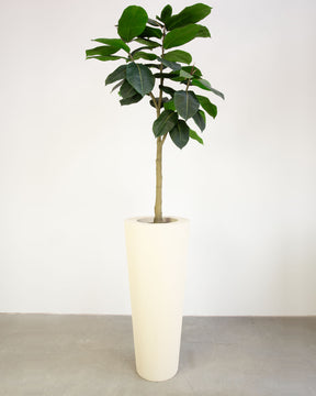 Basalo Conical Set mit Ficus Elastica