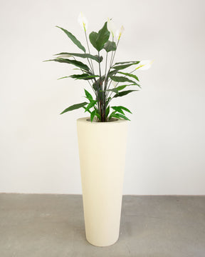 Basalo Conical Set mit Einblatt