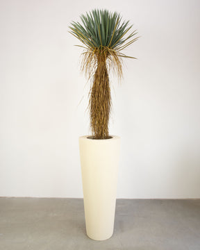 Basalo Conical Set mit Yucca Palmlilie