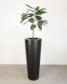 Basalo Conical Set mit Ficus Elastica