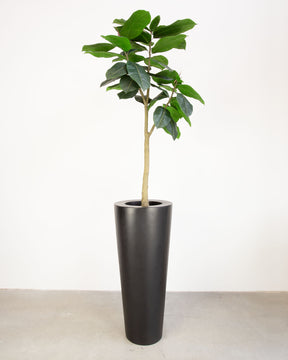 Basalo Conical Set mit Ficus Elastica
