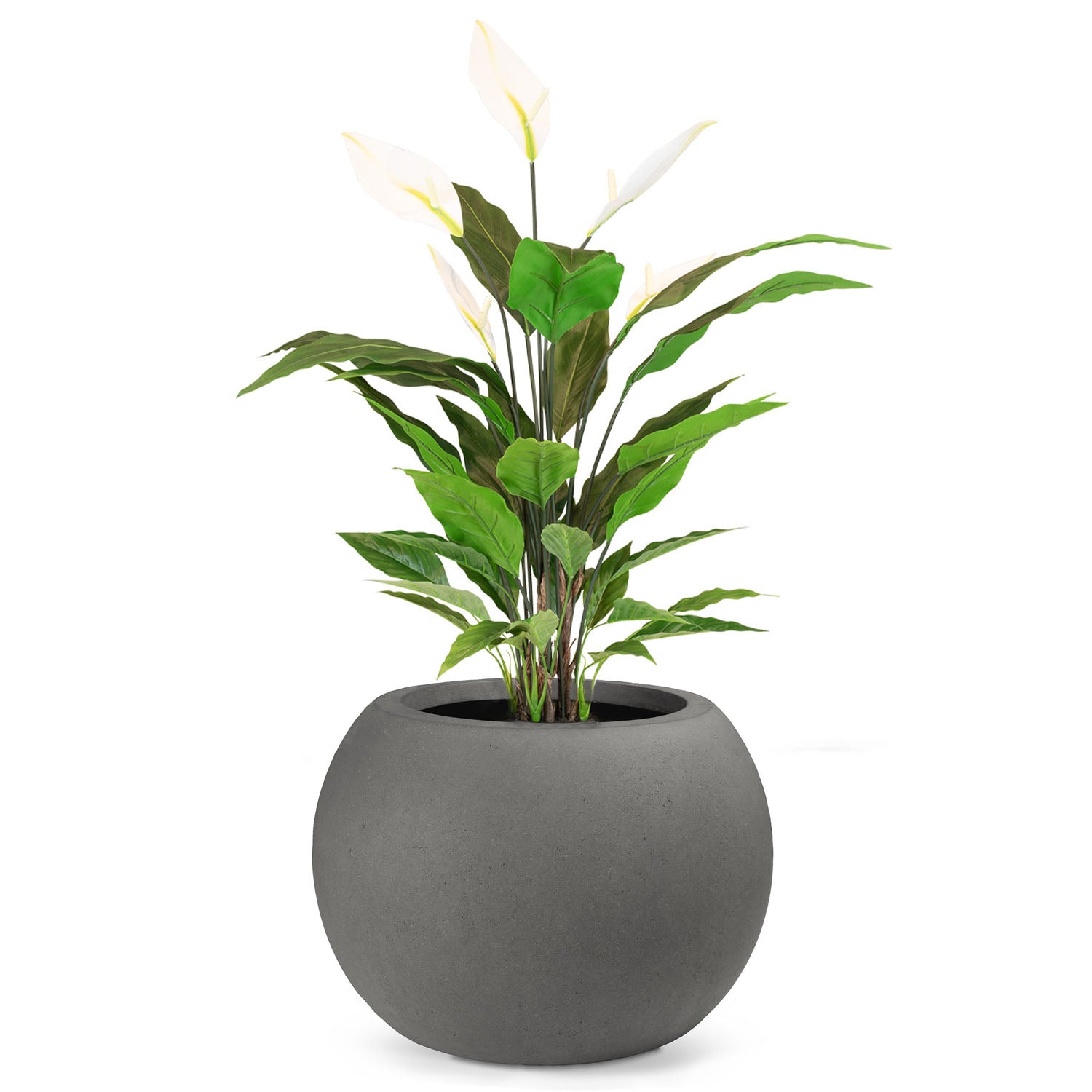 Set aus Basalo Globe und Spathiphyllum Einblatt in moderner Betonoptik Detailansicht für das Wohnzimmer