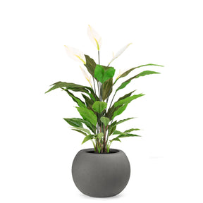 Set aus Basalo Globe und Spathiphyllum - Einblatt