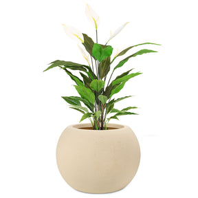 Detailansicht Basalo Globe Pflanzgefäß mit Einblatt Spathiphyllum für das Wohnzimmer