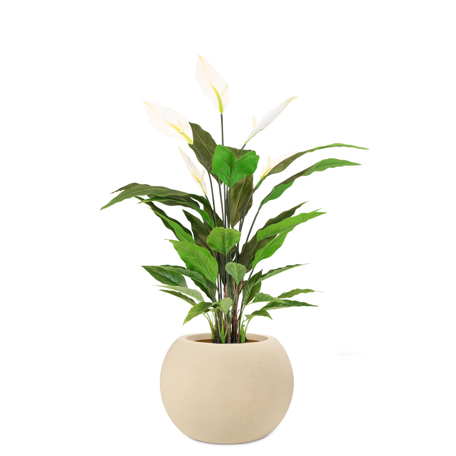 Set aus Basalo Globe und Spathiphyllum - Einblatt