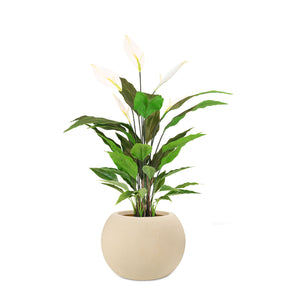 Set aus Basalo Globe und Spathiphyllum - Einblatt