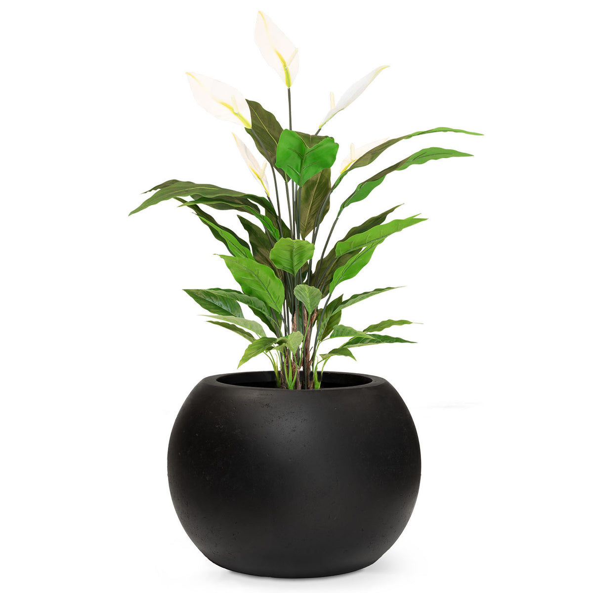 Set aus Basalo Globe und Spathiphyllum Einblatt in Seitenansicht für moderne Wohnzimmergestaltung