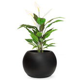 Set aus Basalo Globe und Spathiphyllum Einblatt in Seitenansicht für moderne Wohnzimmergestaltung