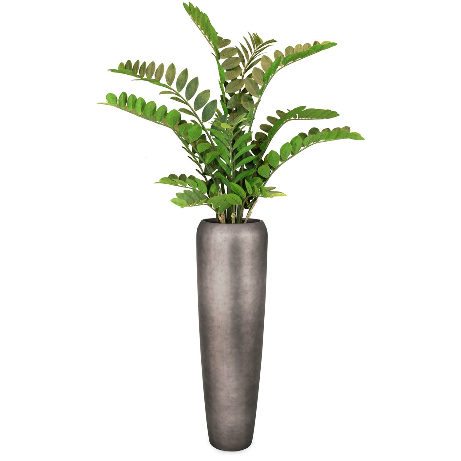 Set aus Noblesse Bodenvase und Zamioculcas