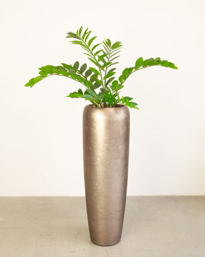 Noblesse Bodenvase Set mit Zamioculcas
