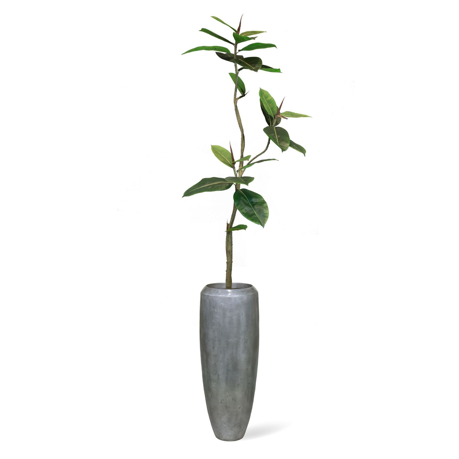 Set aus Niva Bodenvase und Ficus Elastica