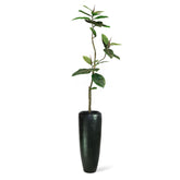 Set aus Niva Bodenvase und Ficus Elastica