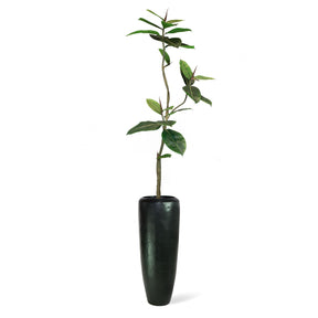 Set aus Niva Bodenvase und Ficus Elastica
