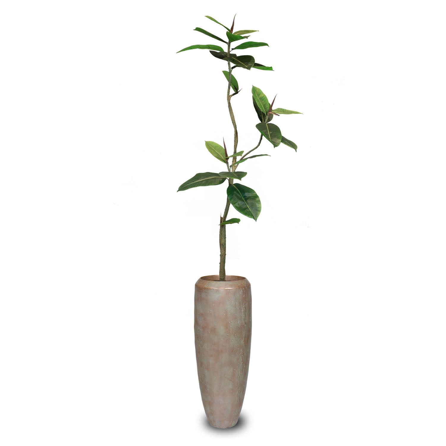 Set aus Niva Bodenvase und Ficus Elastica
