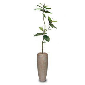 Set aus Niva Bodenvase und Ficus Elastica