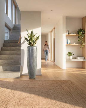 Set aus Niva Bodenvase und Sansevieria Bogenhanf für den Flur Frontansicht