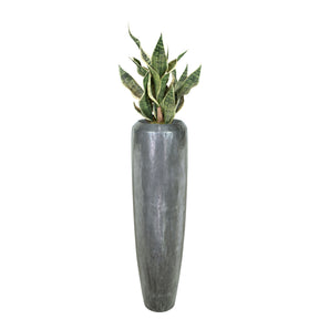 Niva Bodenvase mit Sansevieria Bogenhanf im Wohnzimmer Detailansicht der Blattstruktur