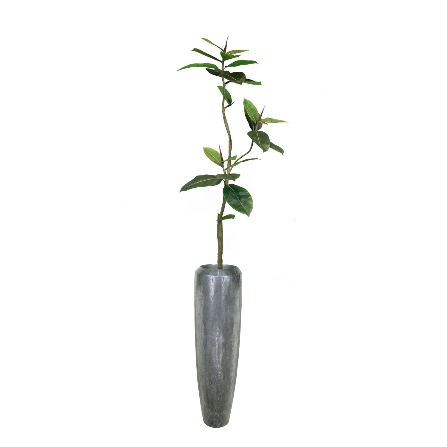 Set aus Niva Bodenvase und Ficus Elastica