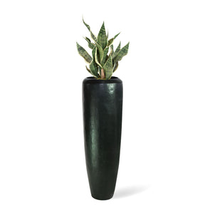 Niva Bodenvase mit Sansevieria Bogenhanf im Flur Seitenansicht für natürliche Eleganz ohne Pflegeaufwand