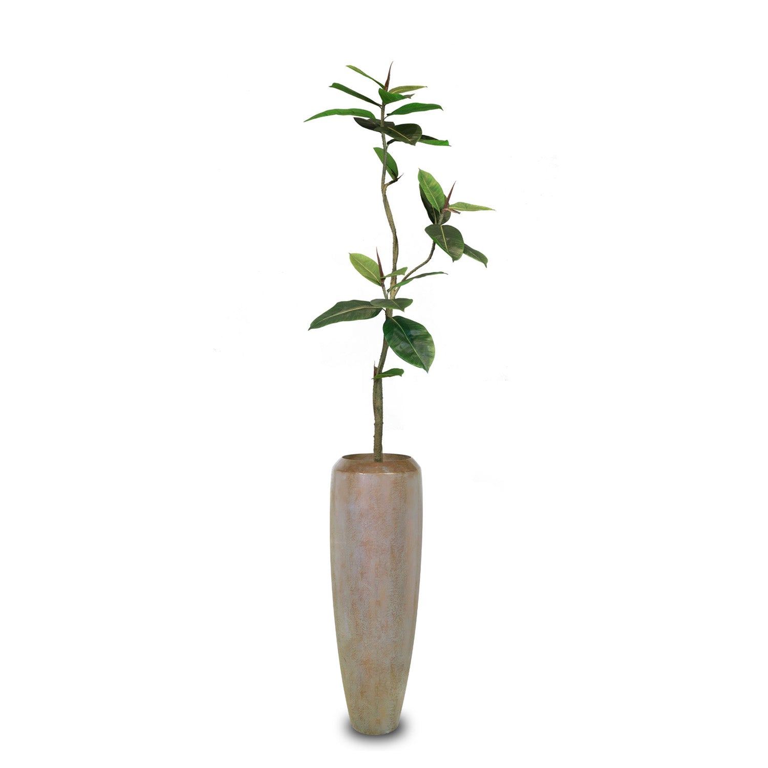 Set aus Niva Bodenvase und Ficus Elastica