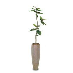Set aus Niva Bodenvase und Ficus Elastica