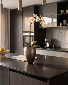 Set aus Noblesse Orchideentopf und Orchidee