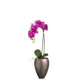 Set aus Noblesse Orchideentopf und Orchidee