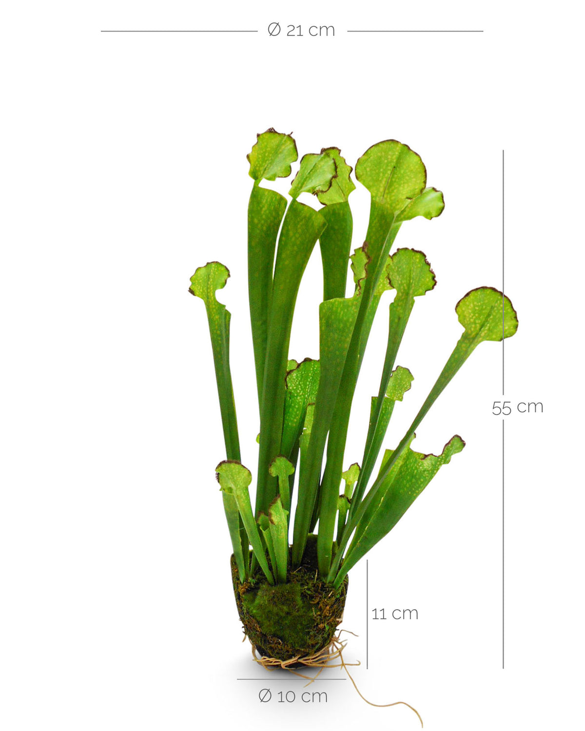 Kobralilie Kunstpflanze