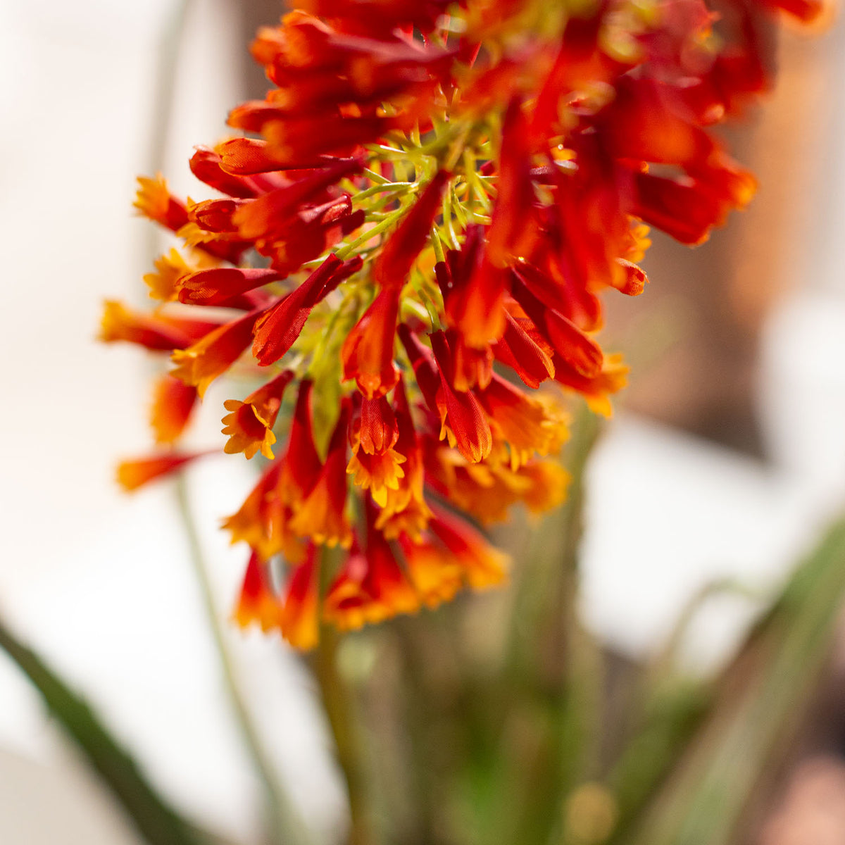 Aloe Kunstpflanze