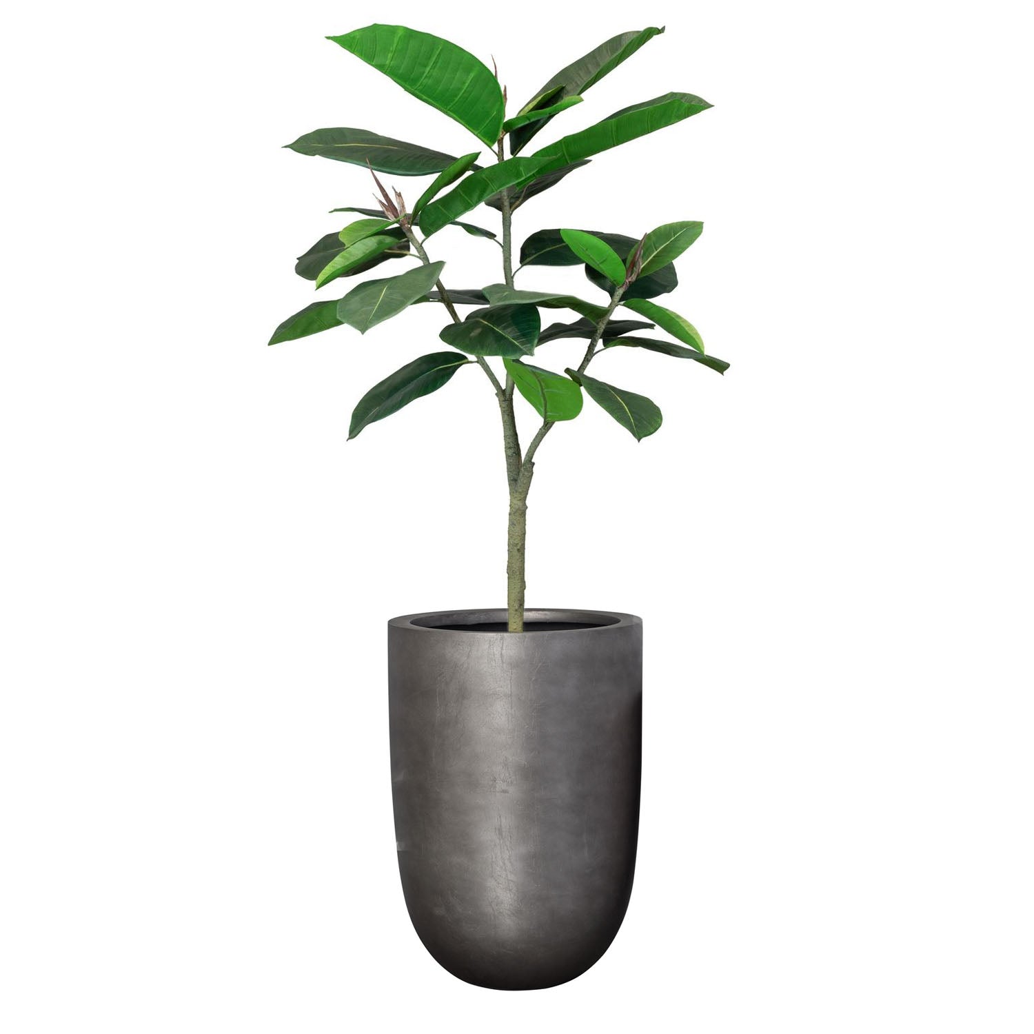 Detailansicht Ficus Elastica Gummibaum im Noblesse Pflanzgefäß mit architektonischem Charakter für Wohnzimmer