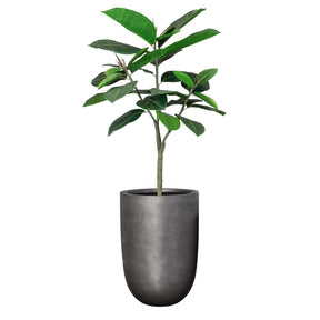 Detailansicht Ficus Elastica Gummibaum im Noblesse Pflanzgefäß mit architektonischem Charakter für Wohnzimmer