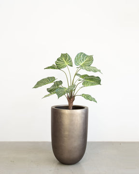 Noblesse Pflanzgefäß Set mit Calathea