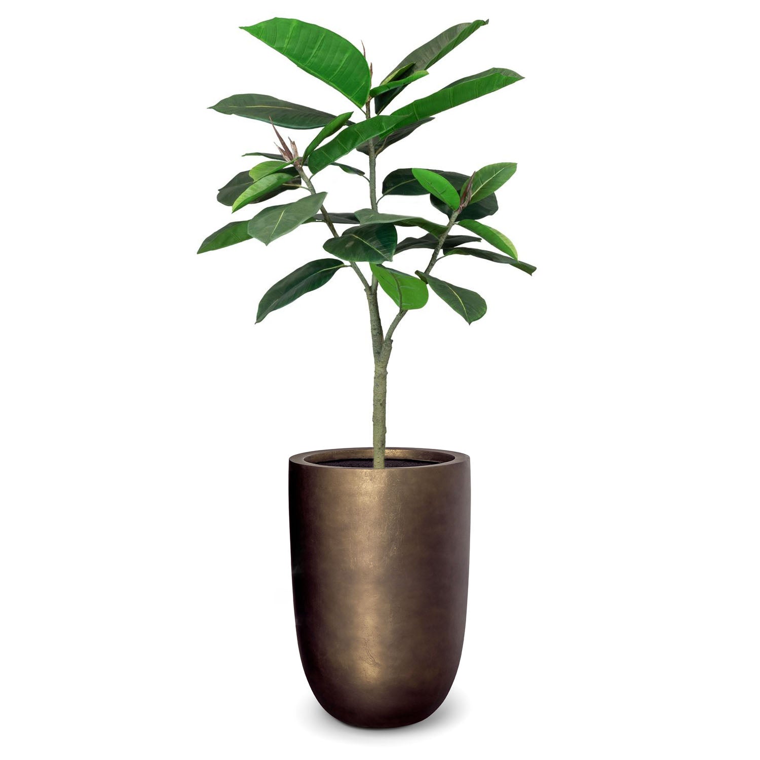 Noblesse Pflanzgefäß mit Ficus Elastica Gummibaum im Wohnzimmer Seitenansicht moderne Betonoptik