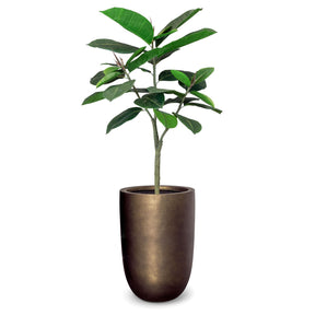 Noblesse Pflanzgefäß mit Ficus Elastica Gummibaum im Wohnzimmer Seitenansicht moderne Betonoptik