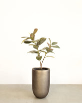 Noblesse Pflanzgefäß Set mit Ficus Elastica