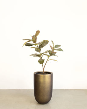 Noblesse Pflanzgefäß Set mit Ficus Elastica