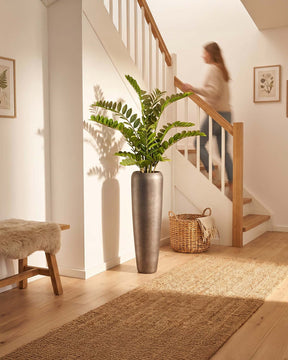 Set aus Noblesse Bodenvase und Zamioculcas