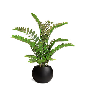 Set aus Basalo Globe und Zamioculcas