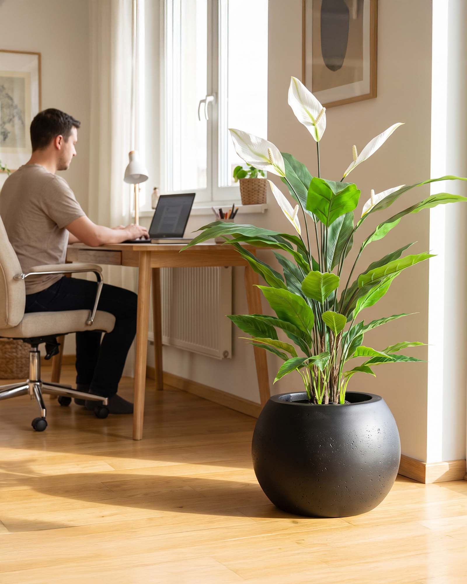 Set aus Basalo Globe und Spathiphyllum - Einblatt