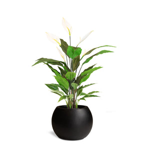 Set aus Basalo Globe und Spathiphyllum - Einblatt