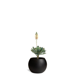 Set aus Basalo Globe und Aloe Vera