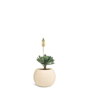 Set aus Basalo Globe und Aloe Vera