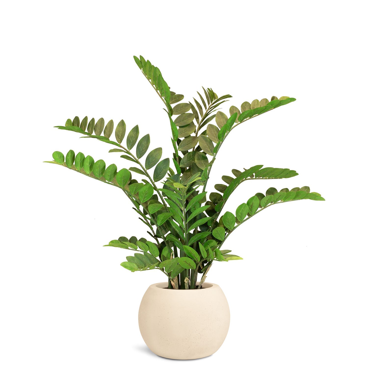 Set aus Basalo Globe und Zamioculcas
