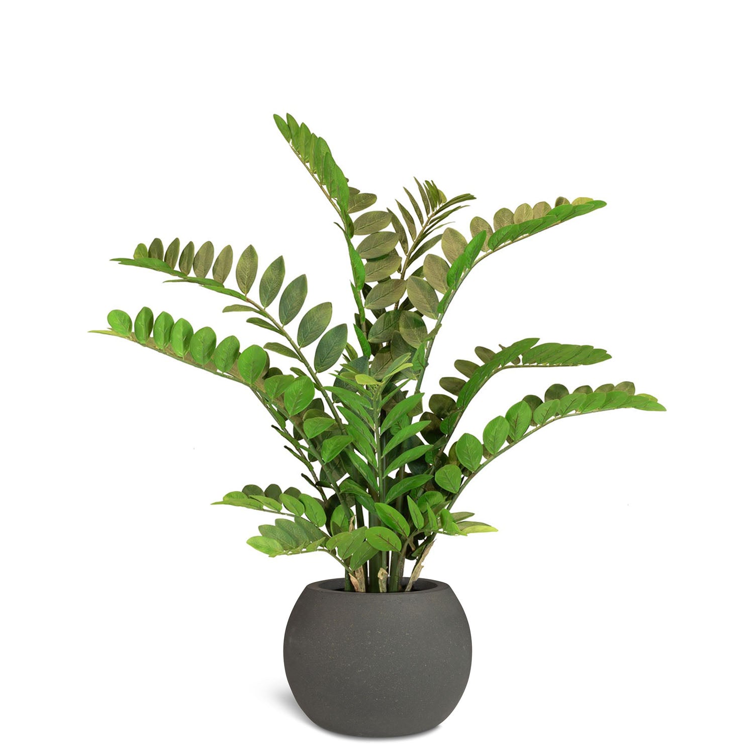 Set aus Basalo Globe und Zamioculcas