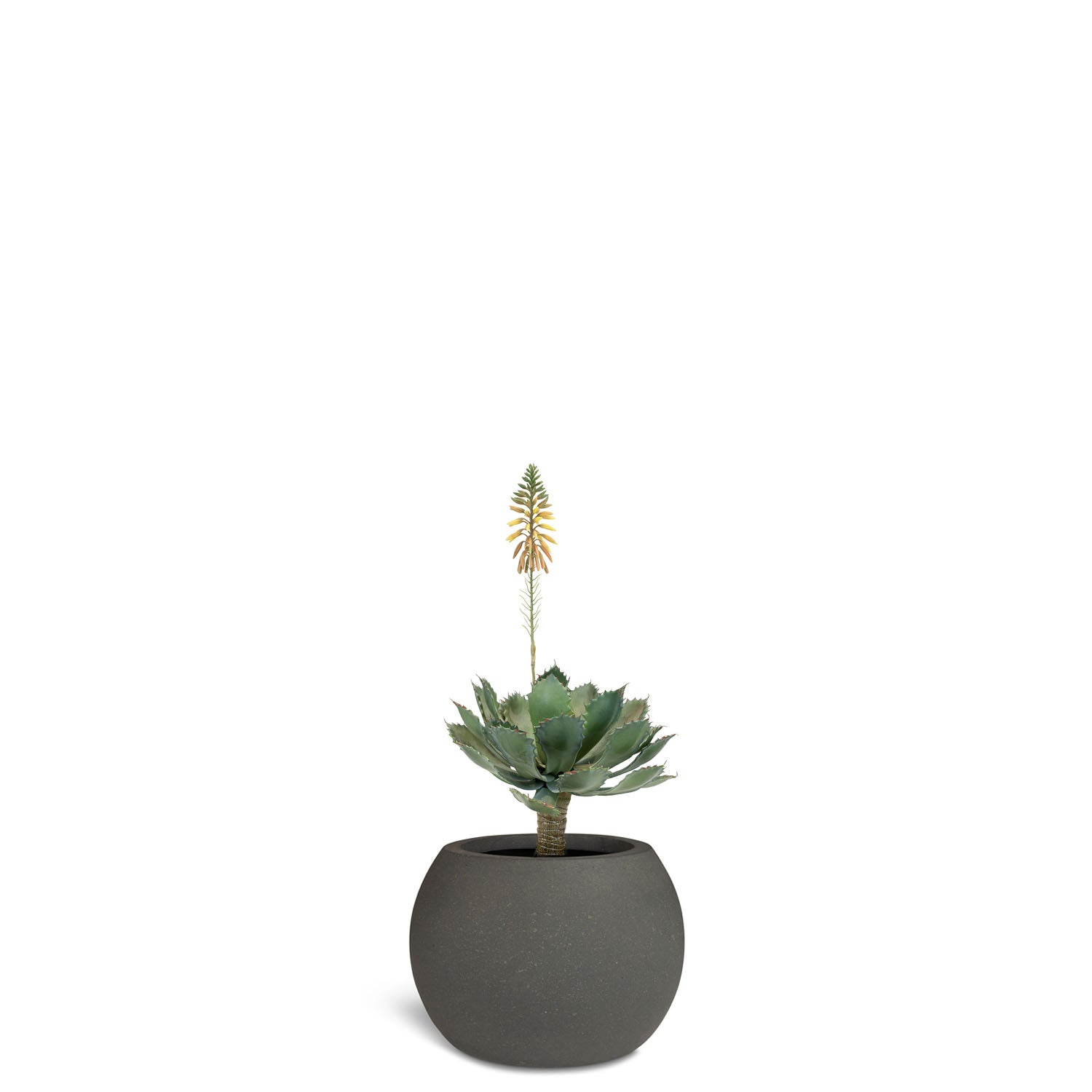 Set aus Basalo Globe und Aloe Vera
