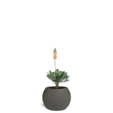 Set aus Basalo Globe und Aloe Vera